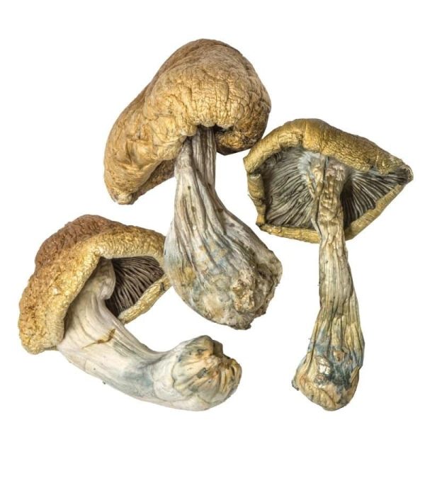 Where to Order Psilocybe Cubensis