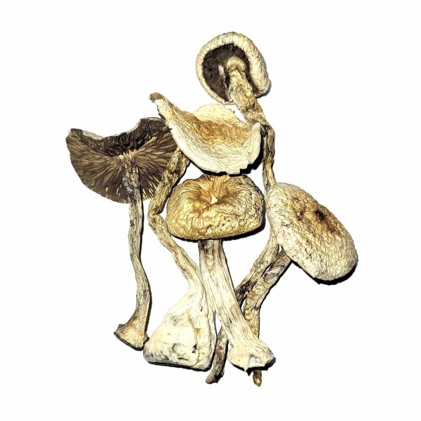 buy psilocybe azurescens with bitcoin online