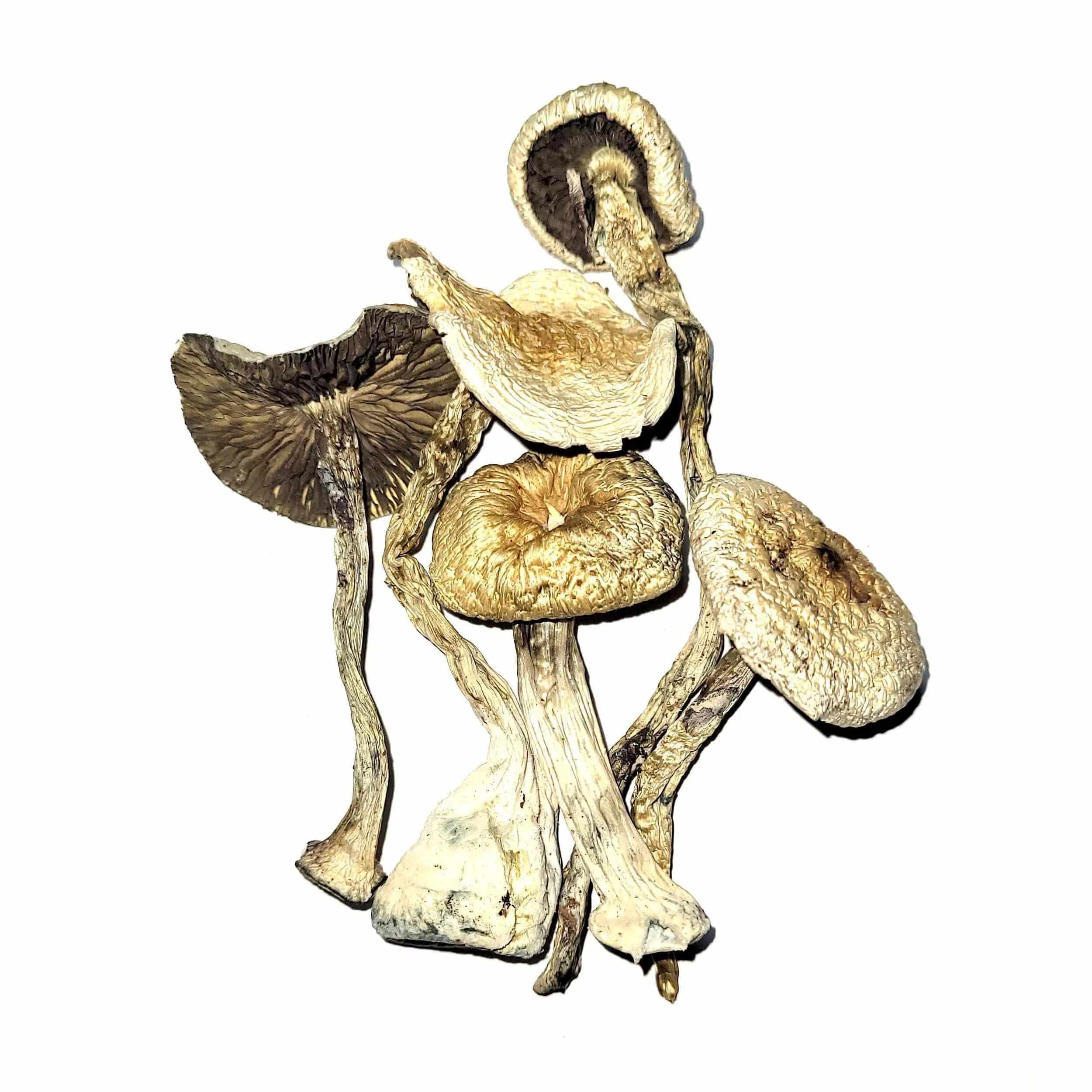 buy psilocybe azurescens with bitcoin online