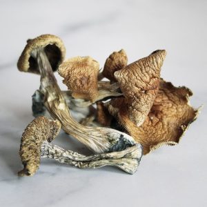 Order golden teacher spores