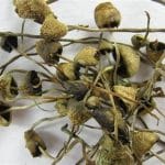 Buy Psilocybe Semilanceata
