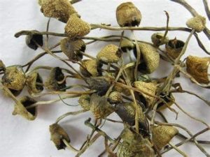 Buy Psilocybe Semilanceata