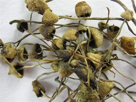 Buy Psilocybe Semilanceata