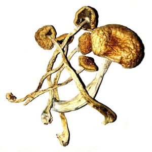 Why Buy Psilocybe Mexicana for Sale Online?
