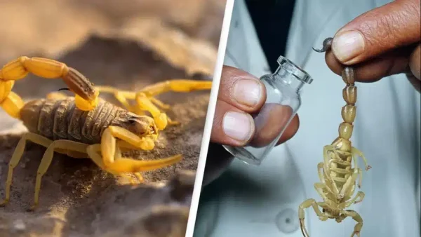 Buy Scorpion Venom